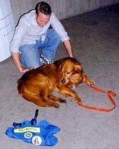 Search and rescue dog receives treatment at the Javits Center.
