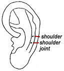 The shoulder and shoulder joint ear points.