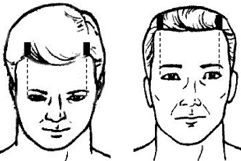The reproductive cerebral zone.