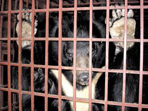 Black bear in cage