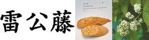 The Chinese characters, dried herb and fresh plant of lei gong teng.