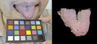 Man's tongue, calibration chart and mathematical model of tongue.