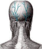 The greater occipital nerve.