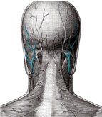 The lesser occipital nerve