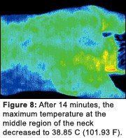 Infrared image #8 of upper back pain.
