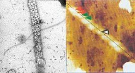 Transmission electron microspope picture of chain of water clusters.