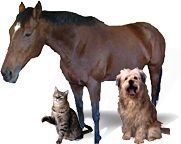 A horse, a domesticated dog and a cat.