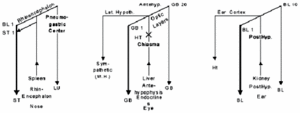 Diagram showing brain circulation.