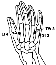 Bones in hand and wrist.