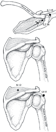 supraspinatous muscle