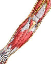 Illustration of muscles of inner forearm.