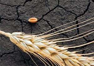 whole grains