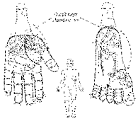 Illustration showing individual hand and foot correspondence to the body.