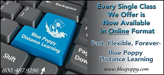 Blue Poppy