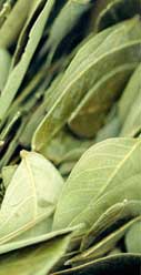 Kan Herb Company