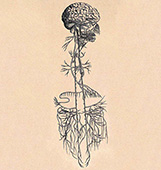 vagus nerve